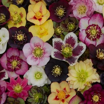 Carnival Hellebore Collection - Pack of FIVE Helleborus Plants