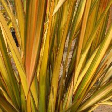 Phormium Apricot Queen - New Zealand Flax
