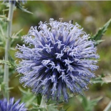 Echinops ritro - Globe Thistle