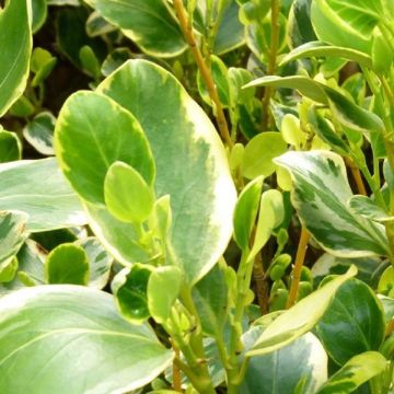 Griselinia littoralis variegata