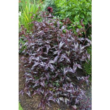 Persicaria microcephala Red Dragon - Bistort