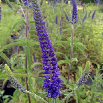 Veronica longifolia Oxford Blue