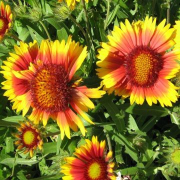 Gaillardia 'Tokajer' - Blanket Flower