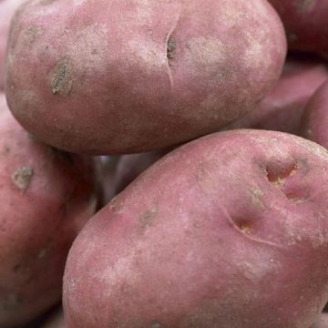 Desiree - Main Crop Seed Potatoes - Pack of 10