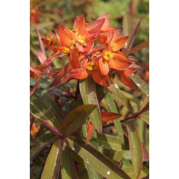 Euphorbia ''Fireglow''