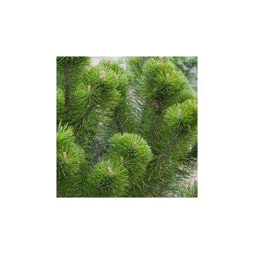 Pinus mugo Mughus - Dwarf Mountain Mugho Pine
