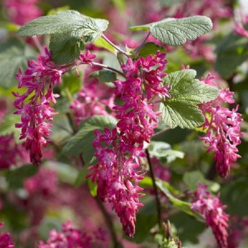 Ribes sanguineum 'Pulborough Scarlet' - Flowering Currant