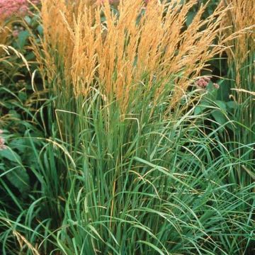 Calamagrostis acutiflora 'Karl Foerster' - Feather Reed Grass