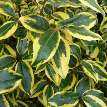 Elaeagnus ebbingei Gilt Edge - Large