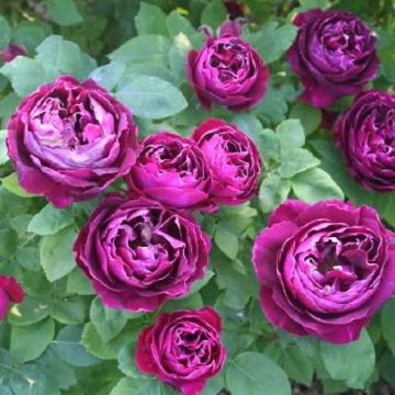 Rose Baron Girod de L'ain - Floribunda Rose