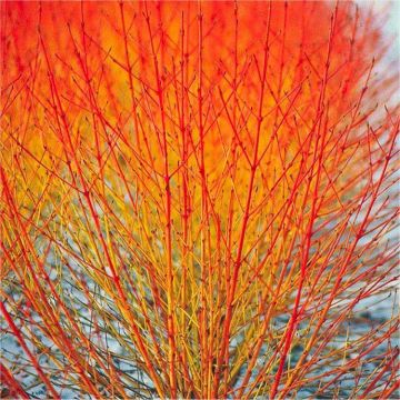 Cornus Midwinter Fire - Winter Beauty Dogwood - Pack of THREE Plants