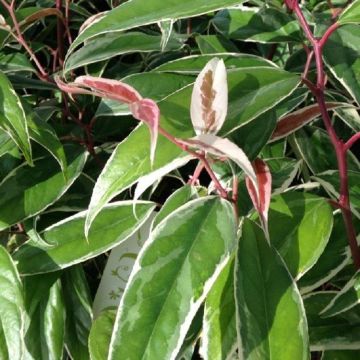 Leucothoe fontanesiana Whitewater - Switch Ivy
