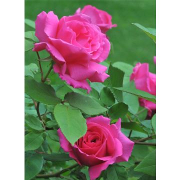 Climbing Rose 'Zephirine Drouhin' - The Thornless Rose