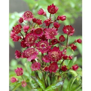 Astrantia major Ruby Wedding