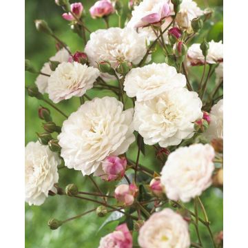 Rose Little White Pet - Shrub Rose