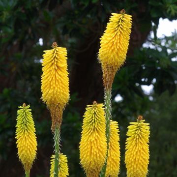 Kniphofia citrina - Red Hot Poker