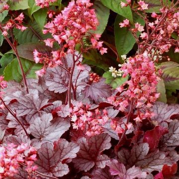 Heuchera Milan