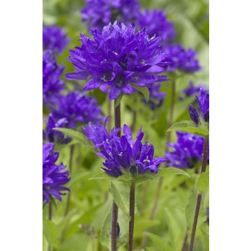 Campanula glomerata Superba - Clustered Bell Flower