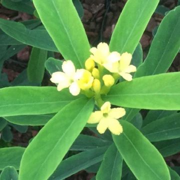 Daphne gemmata Royal Crown - Rare Yellow Flowered Chinese Daphne