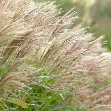 Miscanthus Herman Mussel