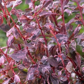 Berberis thunbergii Rose Glow - Barberry