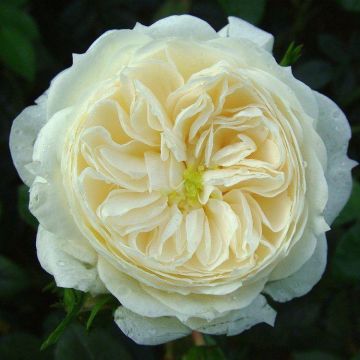 Rose Macmillan Nurse - Shrub Rose