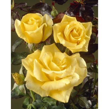 Rose Freedom - Hybrid Tea Rose