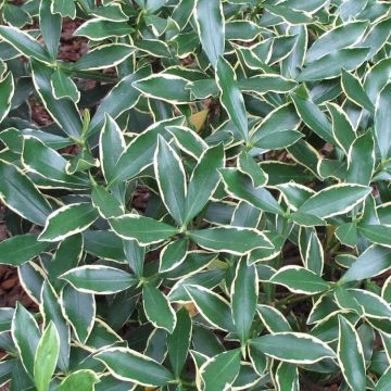 Daphne odora Aureomarginata - Highly Fragranced Hardy Evergreen Shrub