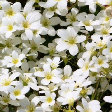 Saxifraga Mossy White - Saxifrage