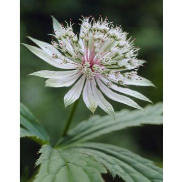 Astrantia major 'Shaggy'  - Masterwort