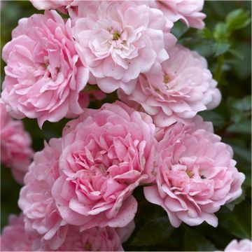 Rose The Fairy - Floribunda Ground cover Rose