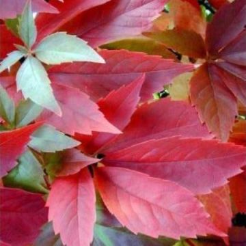 Virginia Creeper Vine - Parthenocissus quinquefolia Engelmannii - Boston Ivy