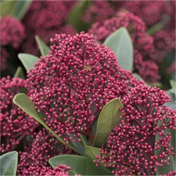 Skimmia japonica Rubella - Pack of THREE Plants