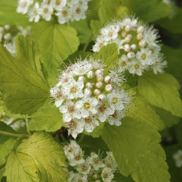 Physocarpus opulifolius Darts Gold - Ninebark