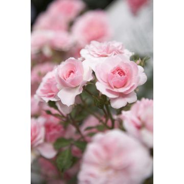 Rose Bonica - Floribunda Shrub Rose