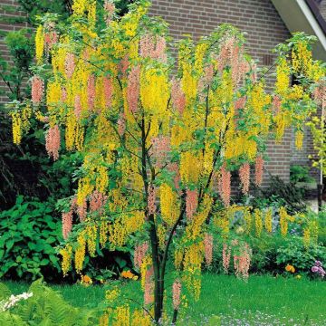 Adams Laburnum - Laburnocytisus adamii - Young Tree - 120-140cm tall