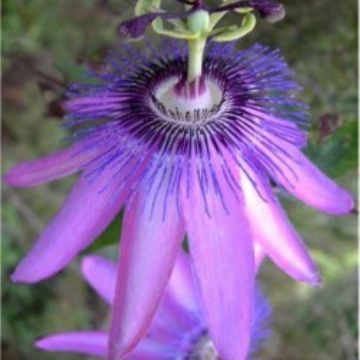 Passiflora Amethyst Lavender Lady - Passion Flower