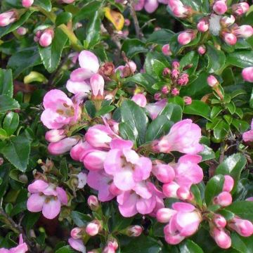 Escallonia Apple Blossom