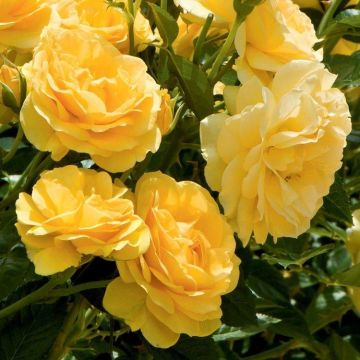 Rose Absolutely Fabulous - Floribunda Rose