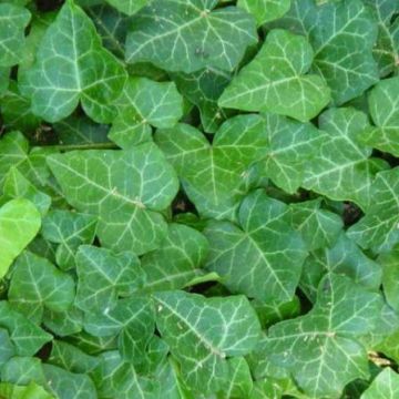 Hedera helix - English Ivy