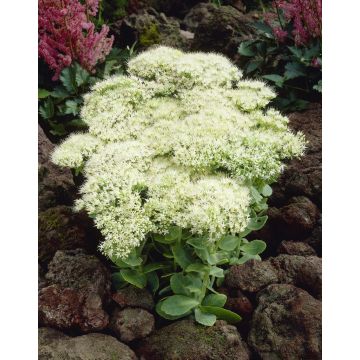 Sedum Iceberg - Stardust Sedum