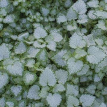 Lamium maculatum 'Pink Pewter'