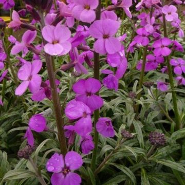 Erysimum Bowles Mauve - Perennial Wallflower - Pack of THREE