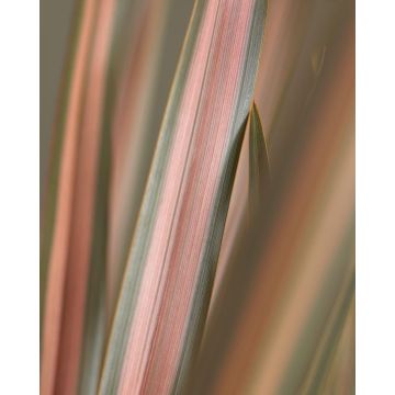 Phormium Rainbow Sunrise (Maori Sunrise) - New Zealand Flax