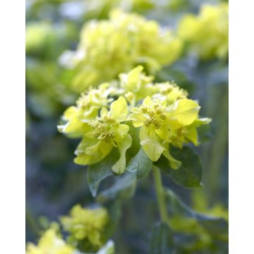 Euphorbia polychroma - Cushion Spurge