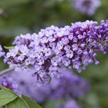 Buddleja Flutterby Flow - Lavender Flow Butterfly Bush Buddleja