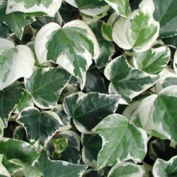 Hedera canariensis Gloire de Marengo - Variegated Ivy