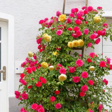 Duo Climbing Rose 'Falling in Love' - Yellow and Red Climbing Rose