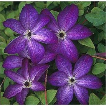 Clematis Venosa Violacea