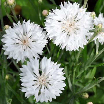 Centaurea cyanus Ball White - Cornflower